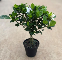 4" GARDENIA, TOPIARY