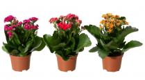 4" KALANCHOE, ASSORTED