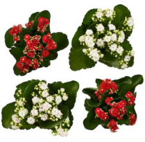 4" KALANCHOE, CHRISTMAS MIX