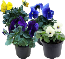 4" PANSIES, ASSORTED