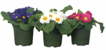 4" PRIMULA, ASSORTED