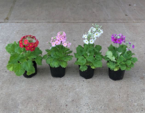 4" PRIMULA, MALACOIDES