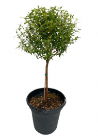 4" MYRTLE, TOPIARY, MINI