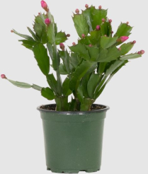 4" ZYGOCACTUS, LARGE, ASSORTED