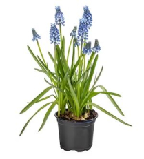 4" BULB, MUSCARI, GRAPE HYACINTH