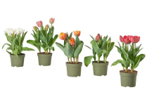 4" BULB, TULIPS, ASSORTED