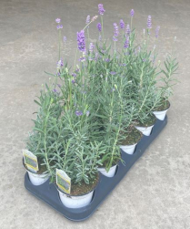 4.5" LAVENDER, BUSH