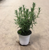 4.5" ROSEMARY, BUSH