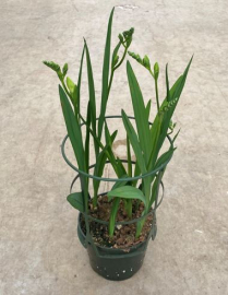 5" FREESIA, ASSORTED