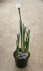 5" PAPERWHITE, 4 PER POT