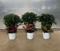 6" ARDISIA, W/BERRIES, ASSORTED