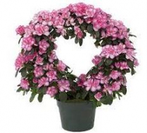 6" AZALEA HOOP, XMAS MIX