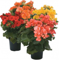 6" BEGONIA, ASSORTED