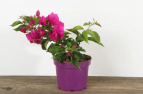 6" BOUGAINVILLEA, PINK & WHITE