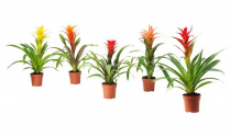 6" BROMELIAD GUZMANIA, ASSORTED