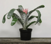 6" BROMELIADS, SILVERVASE