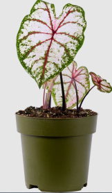 6" CALADIUM, LARGE, ASSORTED