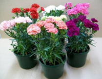 6" CARNATION, ASSORTED