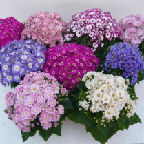 6" CINERARIA, ASSORTED