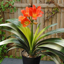 6" CLIVIA, FLOWERING