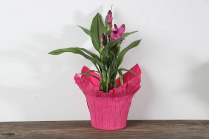 6" CURCUMA, THAILAND TULIP, ASSORTED