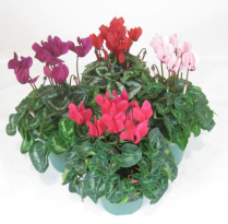 6" CYCLAMEN, LARGE, ASSORTED