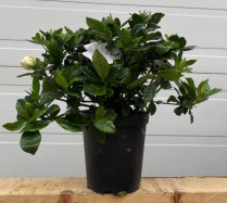 6" GARDENIA, BUSH