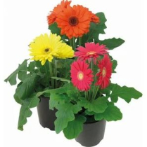 6" GERBERA, ASSORTED