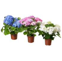6" HYDRANGEA, PINK, 3+ BLM, PC