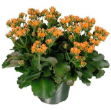 6" KALANCHOE, ASSORTED