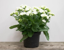 6" KALANCHOE, WHITE