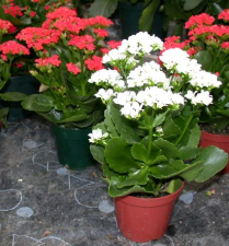6" KALANCHOE, CHRISTMAS MIX