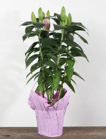 6" LILY, OR, ASSORTED, POT COVER