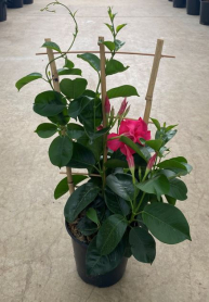 6" MANDEVILLA, ON TRELLIS, ASSORTED