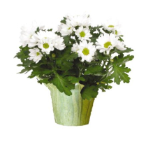 6" DISBUD MUM, WHITE, POTCOVER