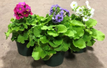 6" PRIMULA, OBCONICA, ASSORTED