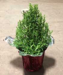 6" ROSEMARY CONE,  POT COVER