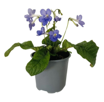 6" STREPTOCARPUS, ASSORTED