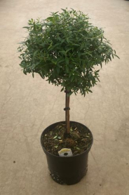 6" MYRTLE, TOPIARY, 1 BALL, LARGE