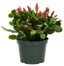 6" ZYGOCACTUS, LARGE, ASSTD