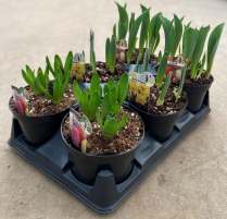 6" BULBS, ASSORTED, 3 VARIETIES