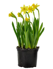 6" BULB, DAFFODIL, ASSORTED