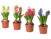 6" BULB, HYACINTH, ASSORTED, 3PP