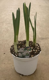 6" PAPERWHITE, IN WHITE POT