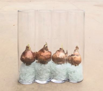 6" PAPERWHITE, IN VASE W/ROCKS, 4 PPT