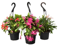 8" HB ZYGOCACTUS, LARGE, ASSORTED