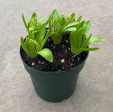 8" BULB, HYACINTH, ASSORTED, 5PP