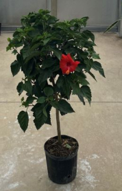 10" HIBISCUS, STANDARD
