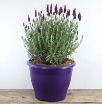 10" LAVENDER, STOECHAS