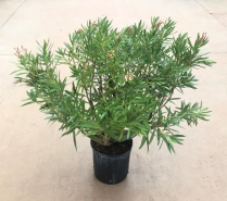10" NERIUM OLEANDER, BUSH